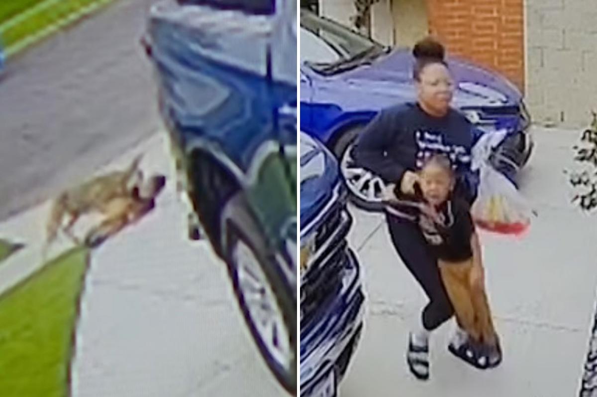 Coyote Attack Injures 4-Year-Old in Los Angeles | Internewscast