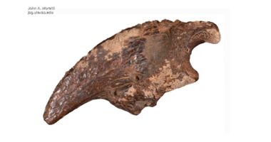 Texas researcher uncovers rare prehistoric fossil site in underwater cave