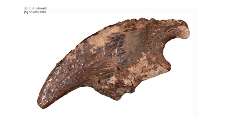 Texas researcher uncovers rare prehistoric fossil site in underwater cave