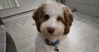 The incredible recovery of 250 poodles left to die in their own filth