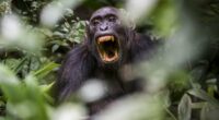 The war between chimps that could be a chilling prophecy for humans