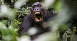 The war between chimps that could be a chilling prophecy for humans