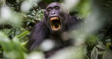 The war between chimps that could be a chilling prophecy for humans
