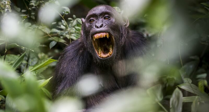 The war between chimps that could be a chilling prophecy for humans