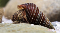 These snails may be the key to one of Florida’s biggest problems, experts say