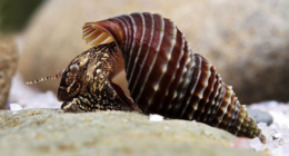 These snails may be the key to one of Florida’s biggest problems, experts say