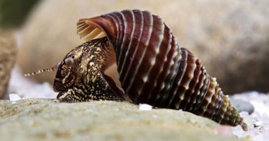 These snails may be the key to one of Florida’s biggest problems, experts say
