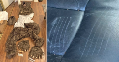 They claimed a bear damaged luxury cars, then authorities found this