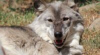 Toddler's hand caught by wolf at zoo as parents distracted by phones