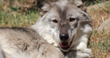 Toddler's hand caught by wolf at zoo as parents distracted by phones