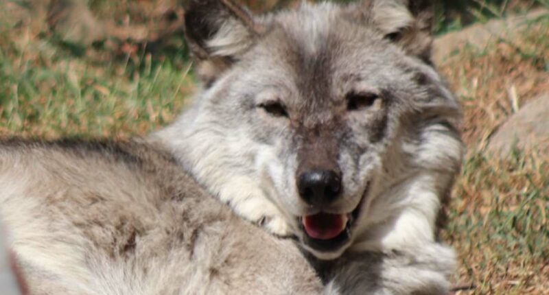 Toddler's hand caught by wolf at zoo as parents distracted by phones