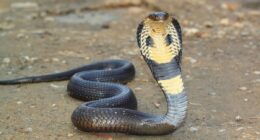 Tourist dies after snake charmer lets 'cobra' crawl into his trousers