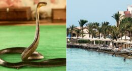 Tourist dies at luxury resort after cobra from snake show climbs up pants, bites him: police