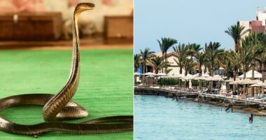 Tourist dies at luxury resort after cobra from snake show climbs up pants, bites him: police