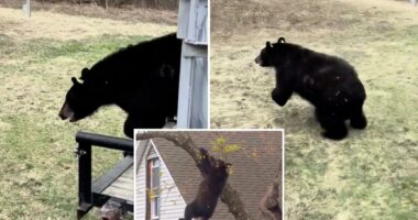 Tranquilized bear that fell from tree in Albany released back into the wild