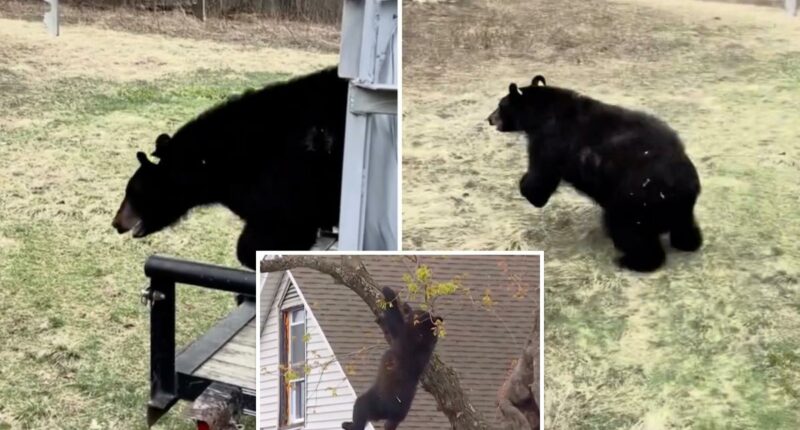 Tranquilized bear that fell from tree in Albany released back into the wild