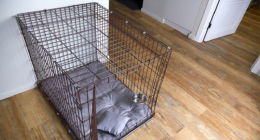 Two arrested in NC after police find 13-year-old kept in dog kennel, 5 other kids in 'filthy' home