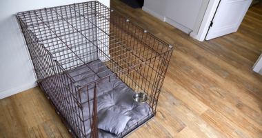 Two arrested in NC after police find 13-year-old kept in dog kennel, 5 other kids in 'filthy' home