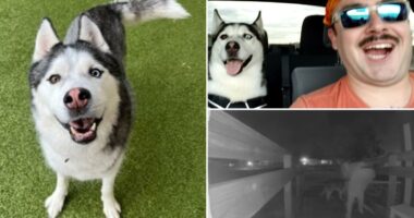 US Airman Andrew Beckham's dog, car stolen by Colorado house sitter while deployed overseas