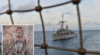 US sailor prepped for minesweeping in Strait of Hormuz sidelined by monkey attack