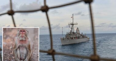 US sailor prepped for minesweeping in Strait of Hormuz sidelined by monkey attack