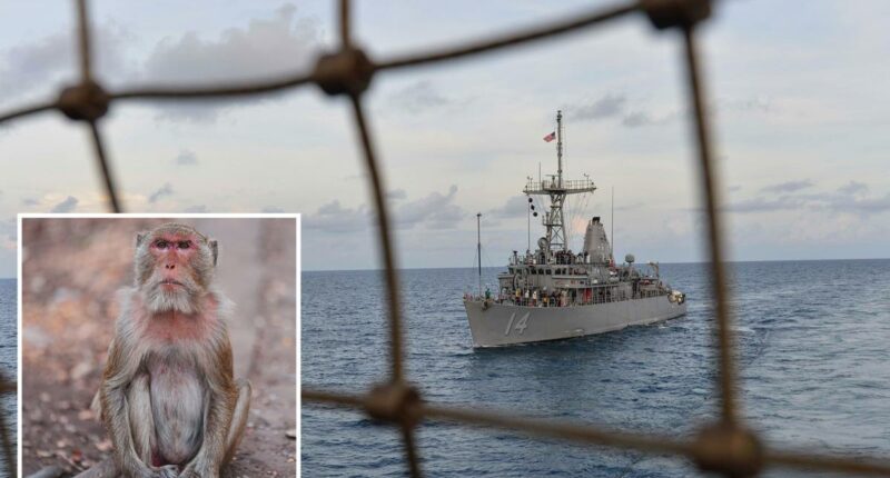 US sailor prepped for minesweeping in Strait of Hormuz sidelined by monkey attack