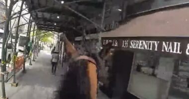 VIDEO: NYPD cop on horseback chases down purse-snatching suspect