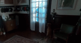 WATCH: Artemis II astronaut Christina Koch reunites with dog after 10 days in space