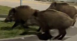 Warsaw issues kill-on-sight order against rampaging boars