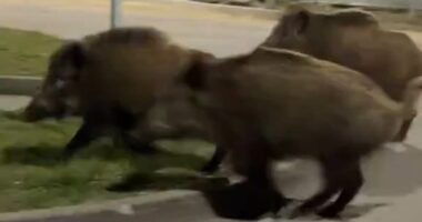 Warsaw issues kill-on-sight order against rampaging boars