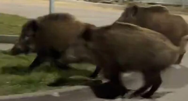 Warsaw issues kill-on-sight order against rampaging boars