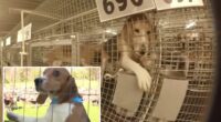 1,500 beagles rescued from troubled Ridglan Farms after animal activists stormed facility