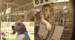 1,500 beagles rescued from troubled Ridglan Farms after animal activists stormed facility