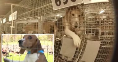 1,500 beagles rescued from troubled Ridglan Farms after animal activists stormed facility