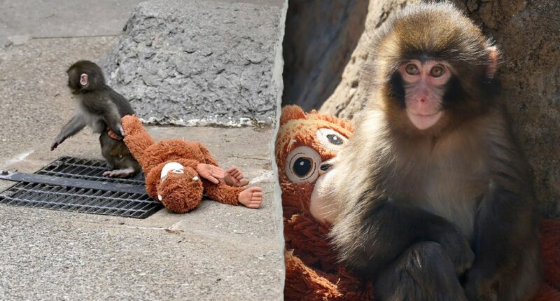 American tourists arrested in Japan after alleged break-in at viral monkey Punch’s enclosure