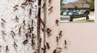 Ant-infested Canadian hospital pauses surgeries after insect invasion