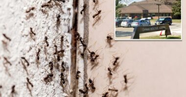Ant-infested Canadian hospital pauses surgeries after insect invasion