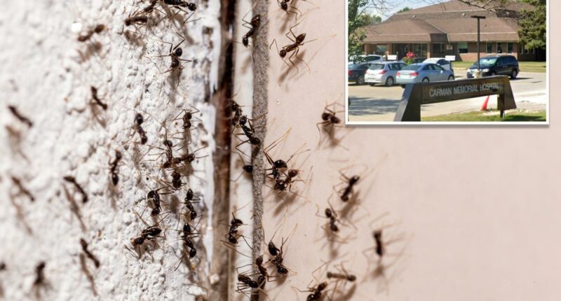 Ant-infested Canadian hospital pauses surgeries after insect invasion