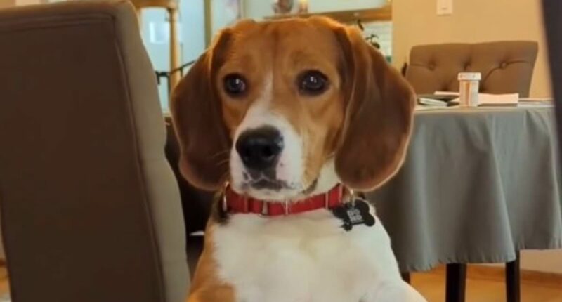 Beagle howls for first time once free from Wisconsin testing facility