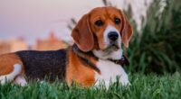 Beaglemania! 300 Doggies Released From Scientific Research Breeding Operation, Taste Freedom for 1st Time