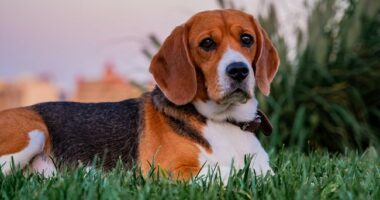 Beaglemania! 300 Doggies Released From Scientific Research Breeding Operation, Taste Freedom for 1st Time