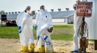 Bird flu found to be airborne in shocking new study... raising risk of wider outbreaks