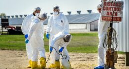 Bird flu found to be airborne in shocking new study... raising risk of wider outbreaks