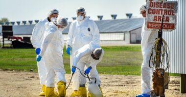 Bird flu found to be airborne in shocking new study... raising risk of wider outbreaks