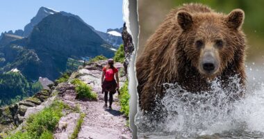 Body of missing hiker discovered off trail as investigators probe rare deadly bear encounter