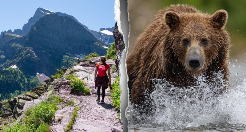 Body of missing hiker discovered off trail as investigators probe rare deadly bear encounter