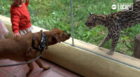 Bring your dog to the zoo at the Elmwood Park Zoo