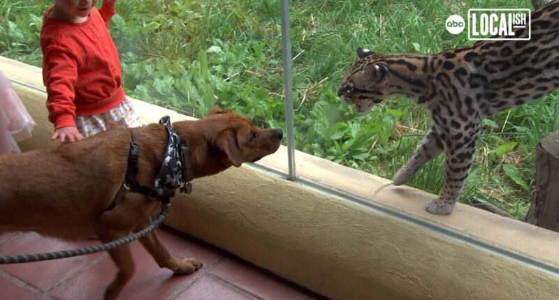 Bring your dog to the zoo at the Elmwood Park Zoo