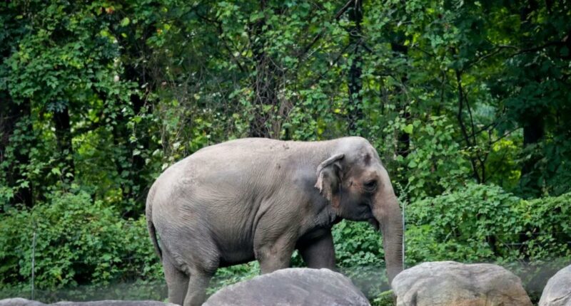 Bronx Zoo Happy the Elephant euthanized