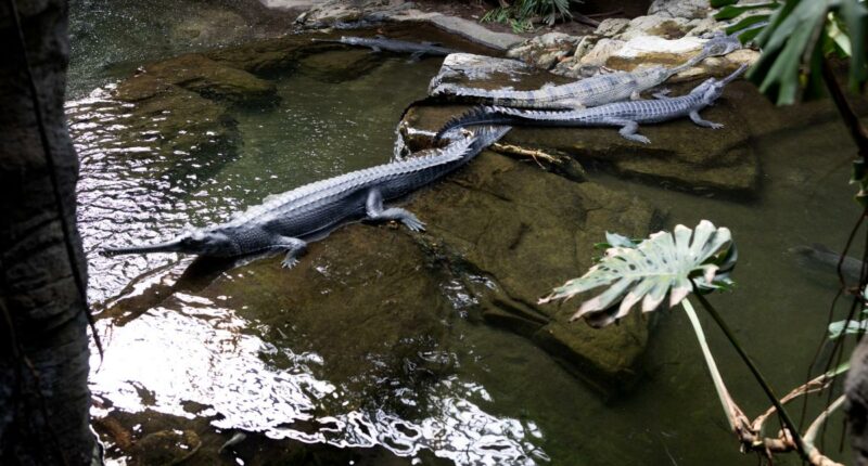 Bronx Zoo croc takes bite out of worker who slipped while cleaning